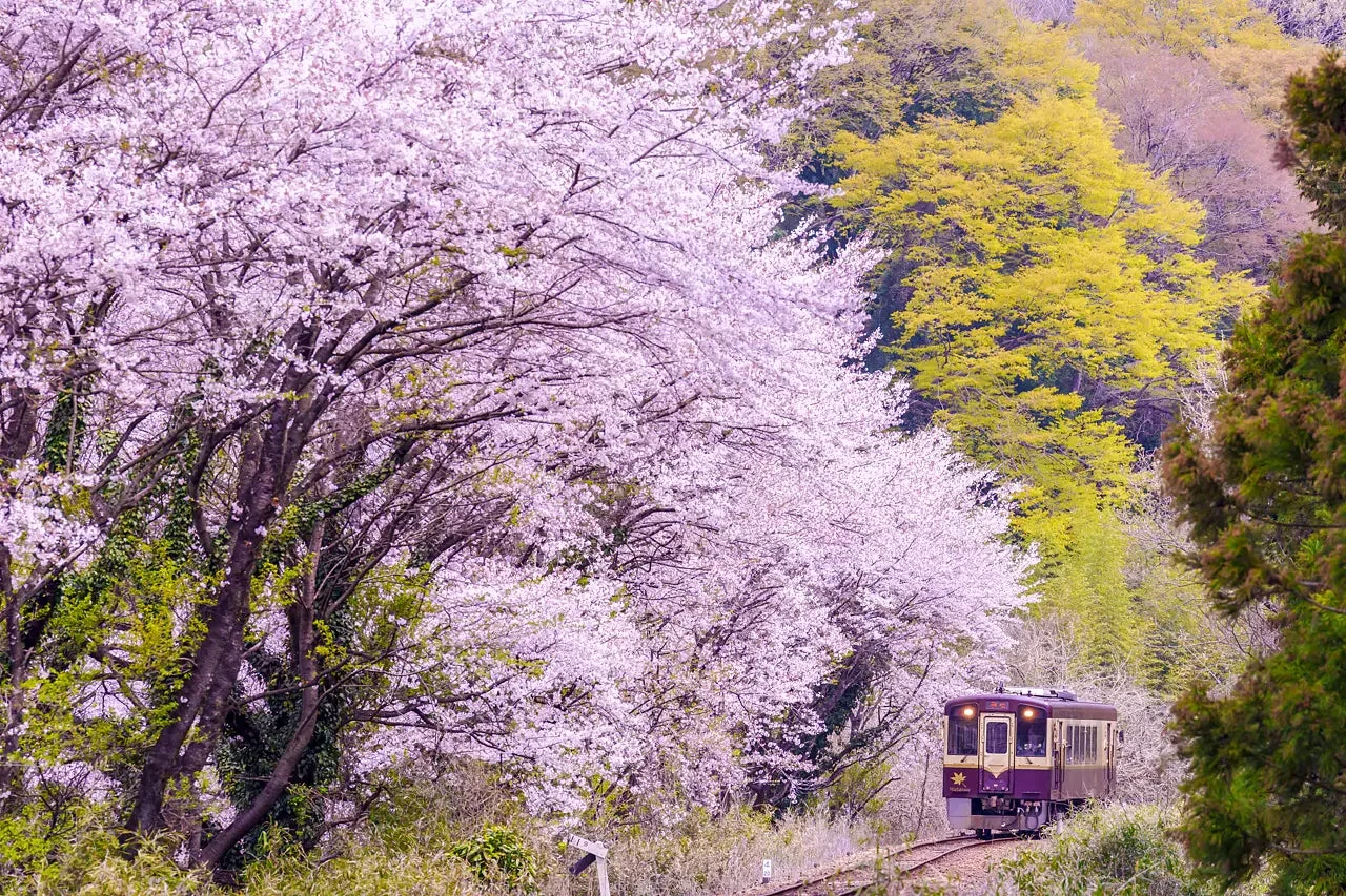 桜並木の中を走る列車