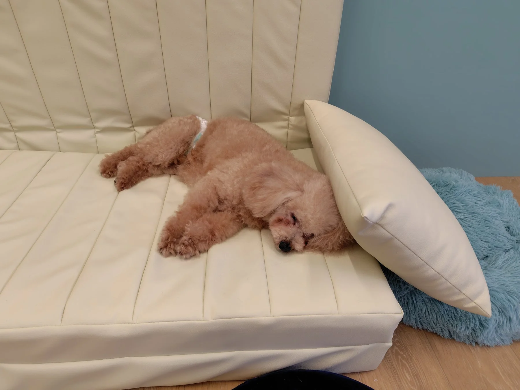 ソファで眠るプードル