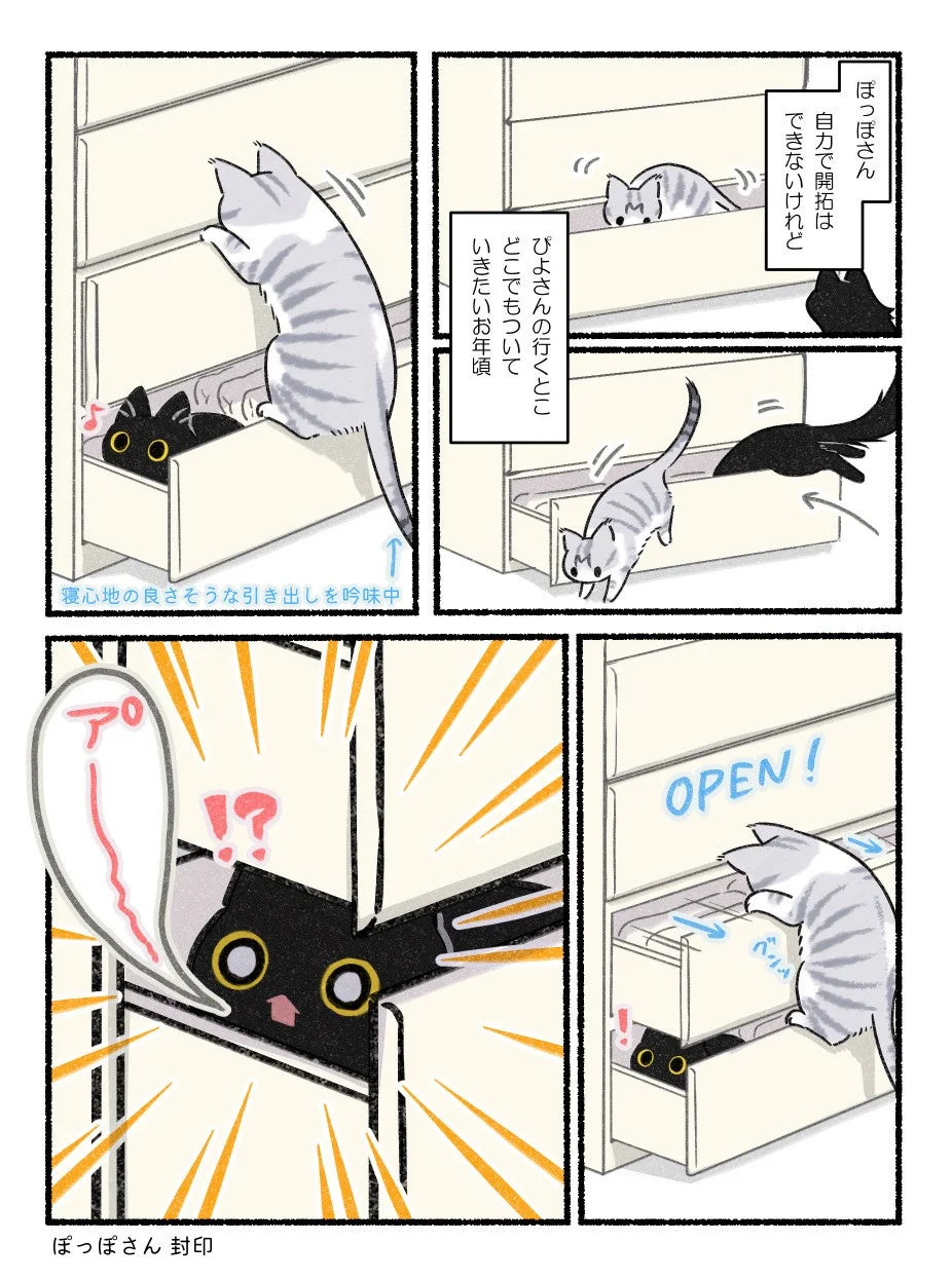 ぴよぽぽのいる生活 両手に猫で今日ももふもふ