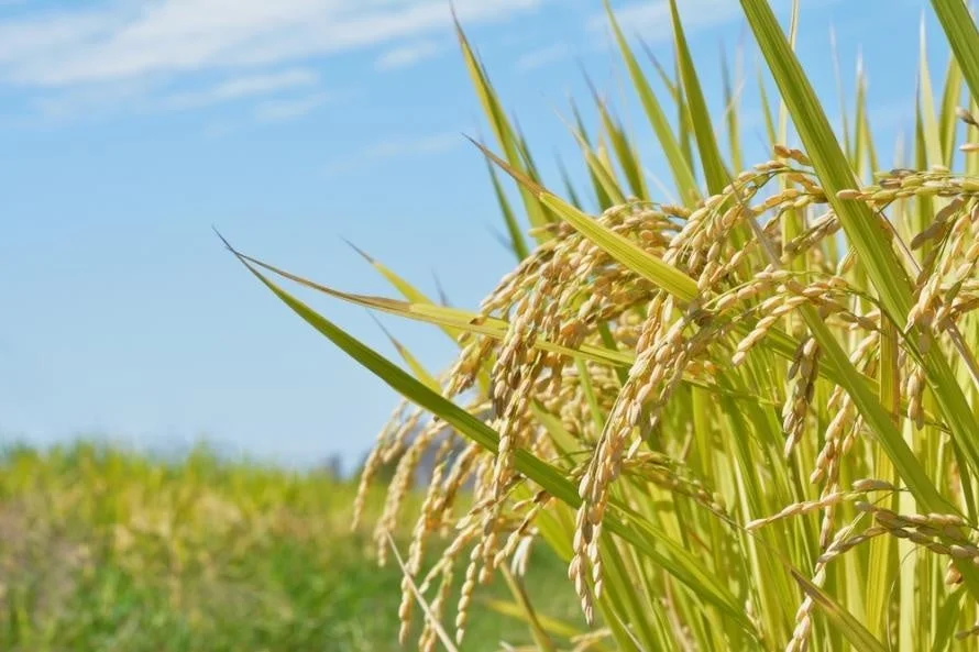 黄金色の稲穂が広がる水田