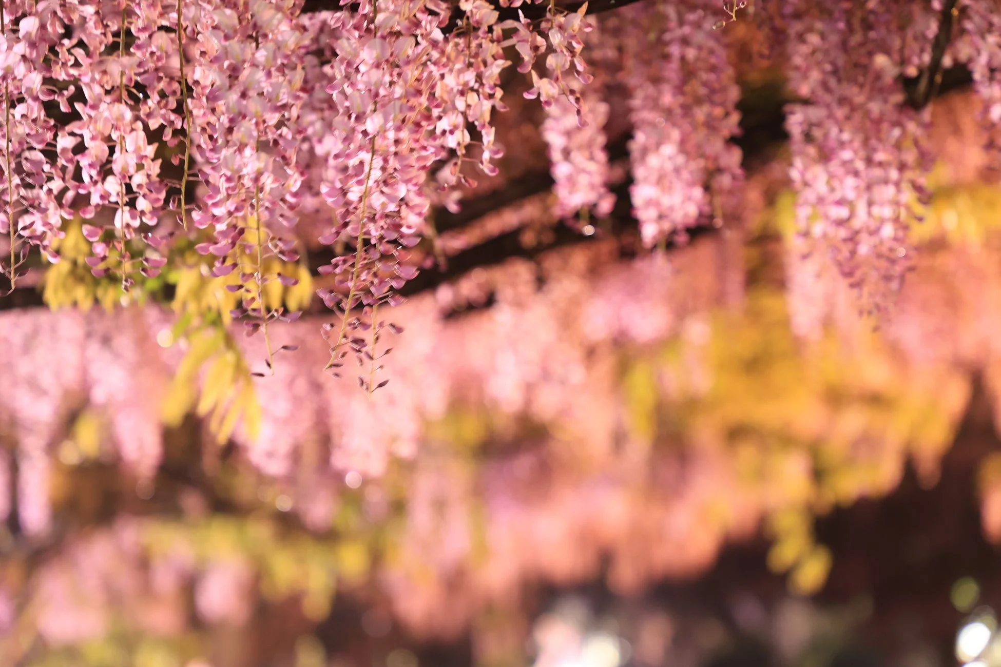 ピンクと紫の藤のライトアップ