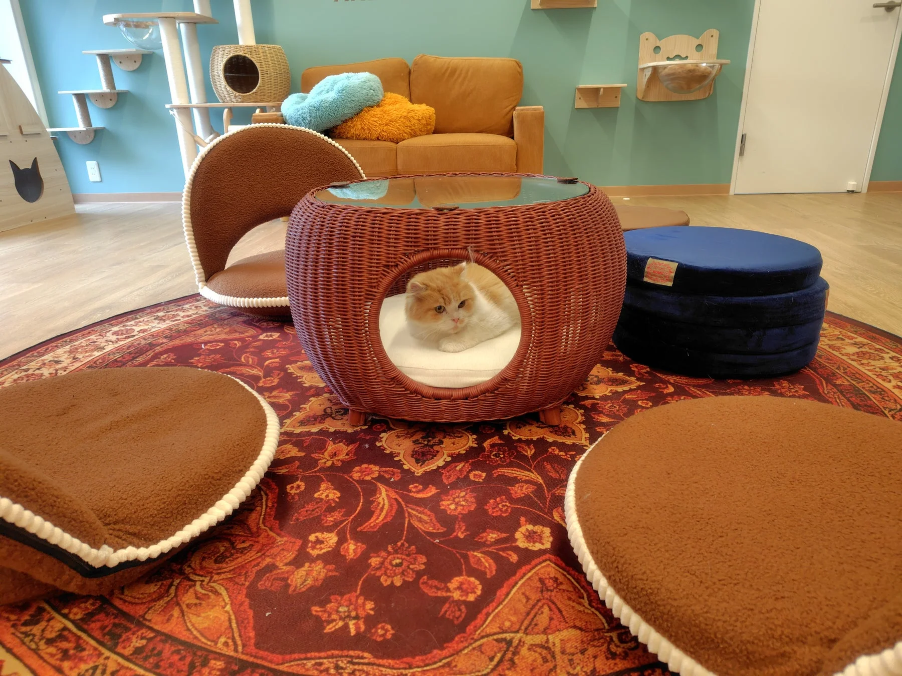 猫の家でくつろぐ猫