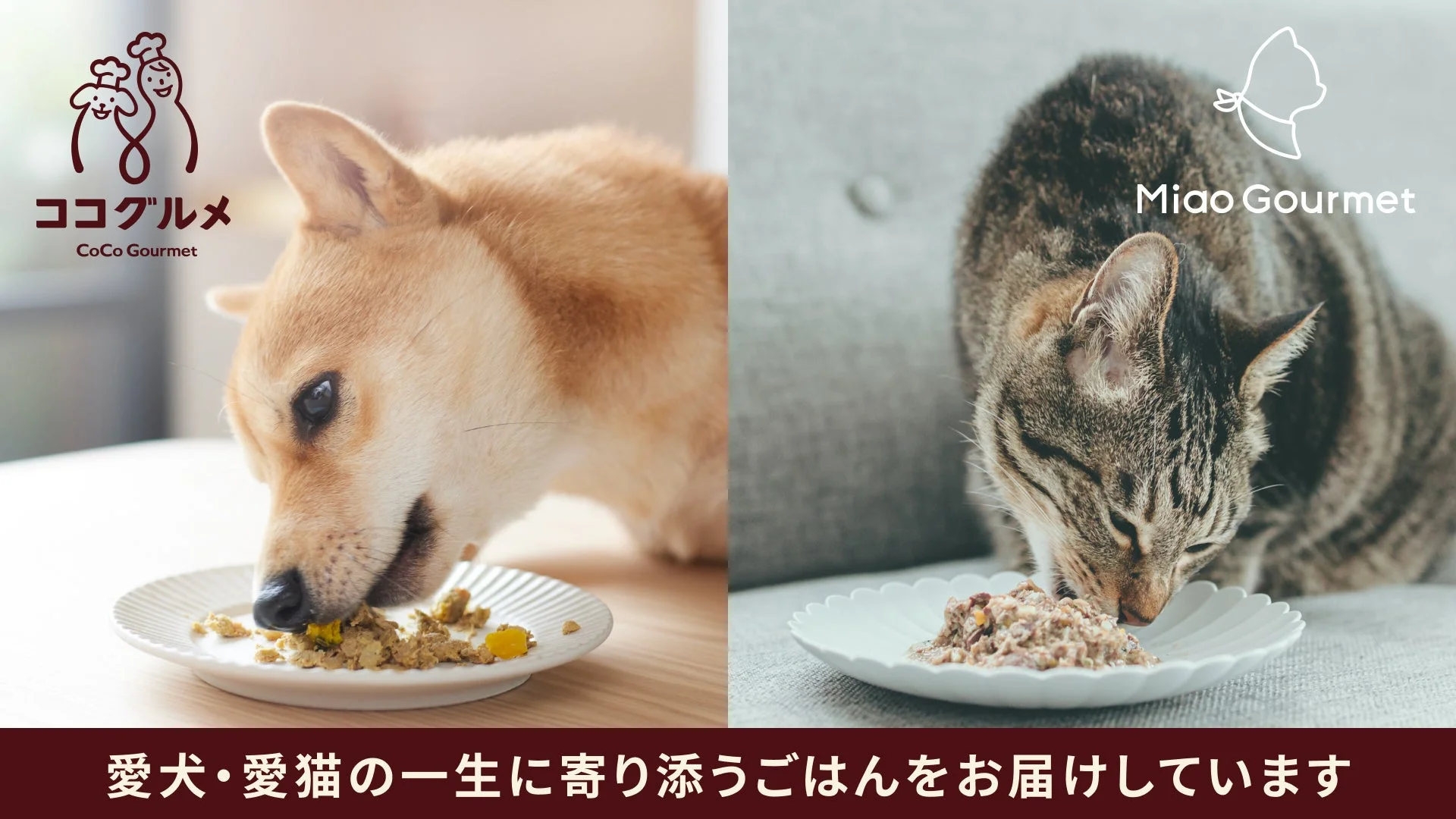 犬と猫がフードを食べている画像