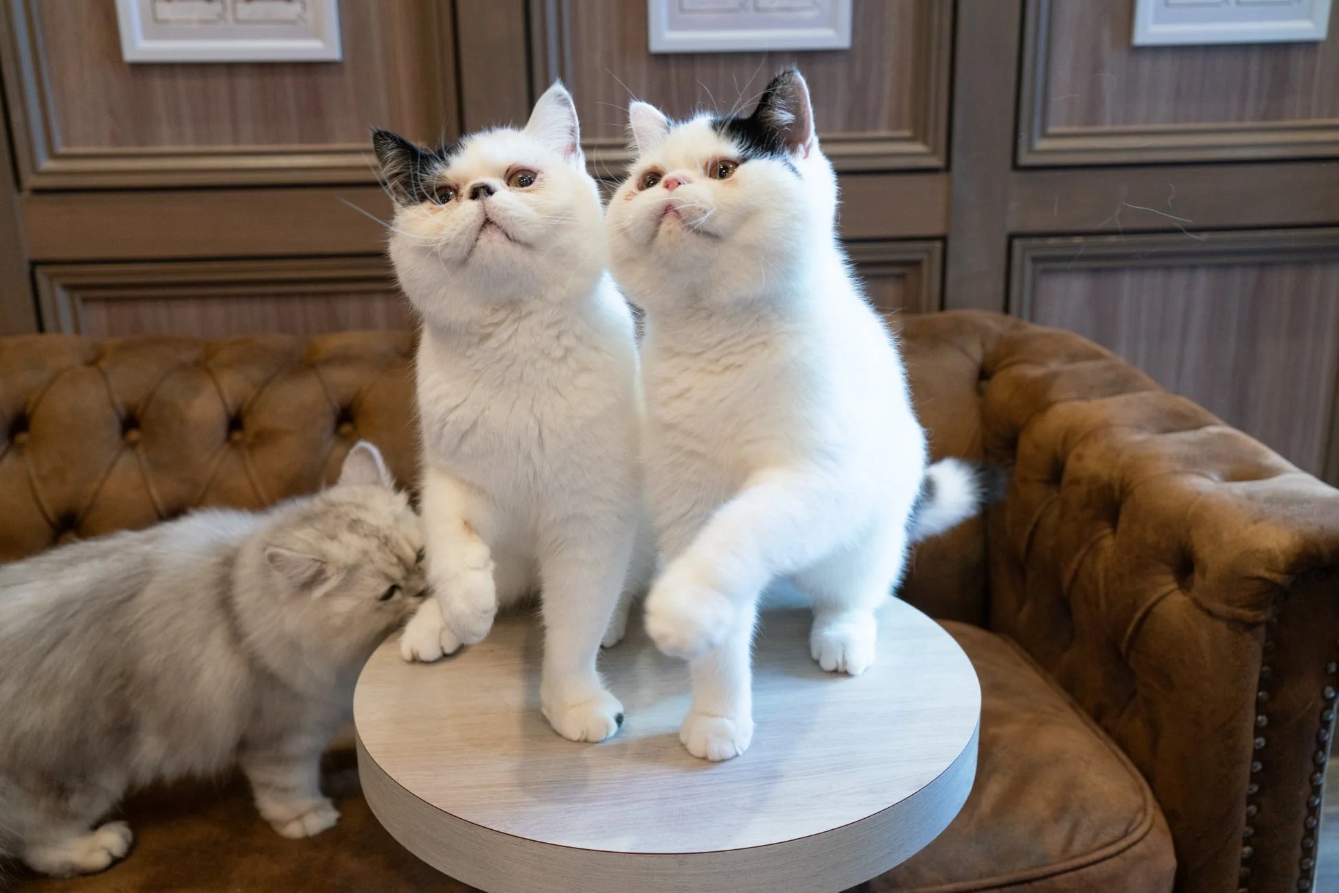 猫カフェMOCHA店内でくつろぐ猫たち