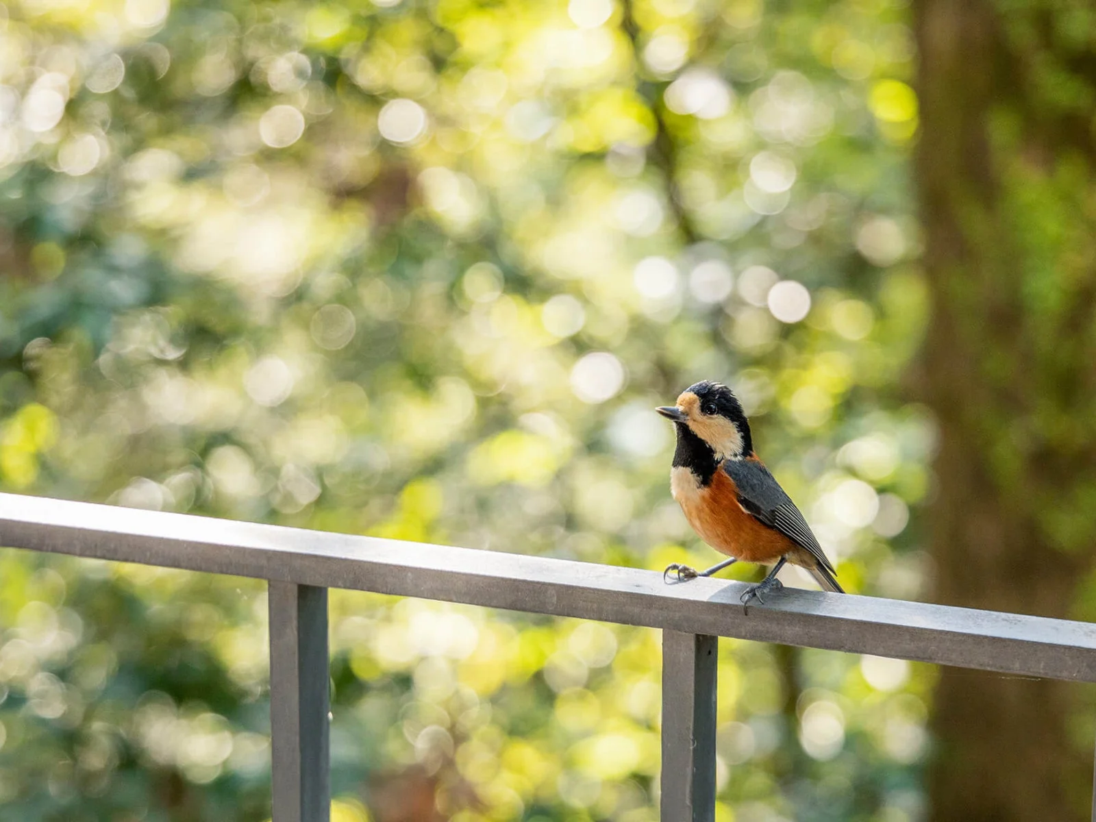 手すりに止まるシジュウカラ