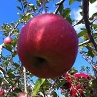 木に実る赤いリンゴ