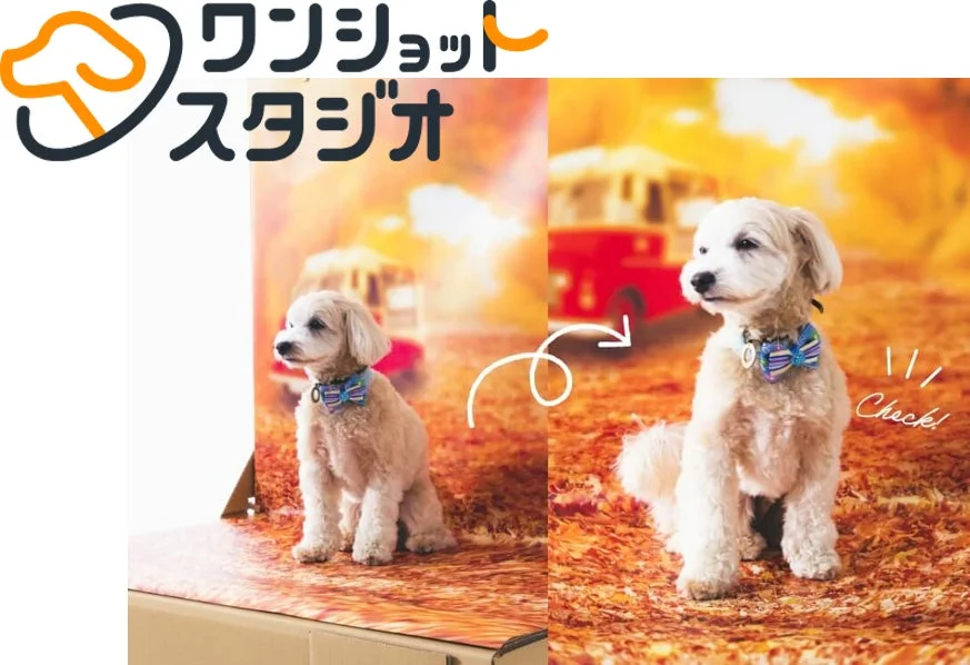 小型犬がスタジオで撮影されている様子と、その写真が秋の風景に合成されたビフォーアフターを比較した画像です。ワンショットスタジオという文字が見えます。