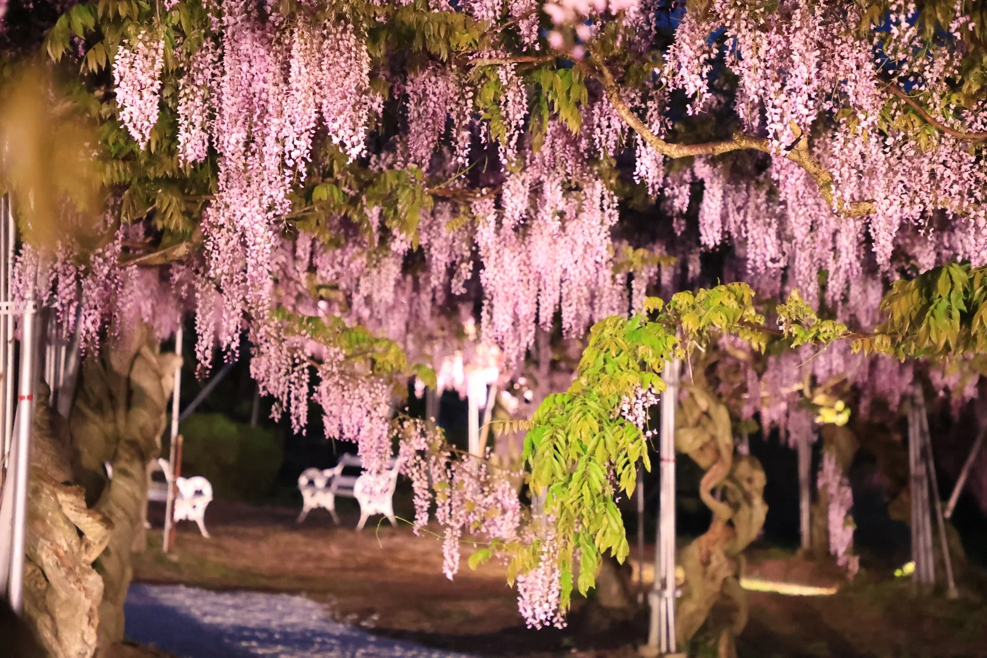 ライトアップされた藤の花