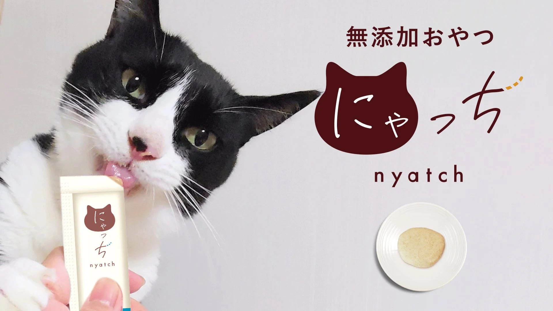 無添加おやつ「にゃっち」を食べる猫のクローズアップ