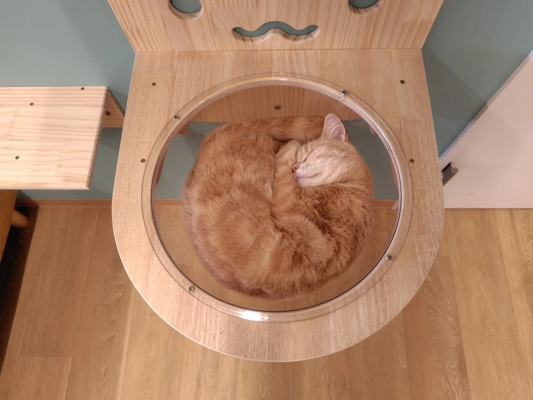 透明なベッドで眠る猫