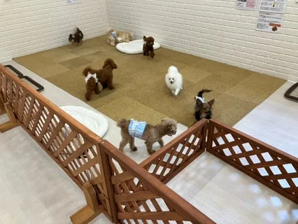 室内で遊ぶ犬たち