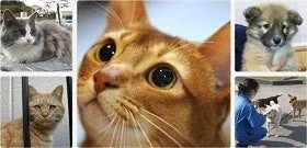 犬猫の保護活動