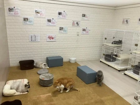 くつろぐ猫たち