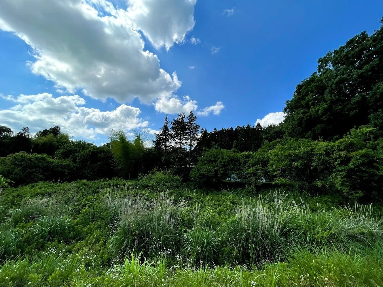 草ぼうぼうの荒地