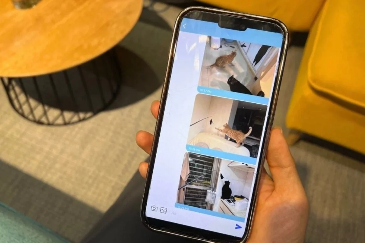 スマートフォンでメッセージアプリの猫の写真を見ている様子
