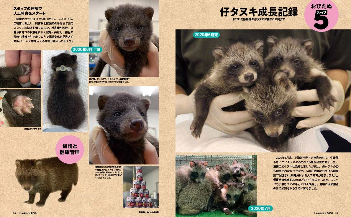 おびひろ動物園の仔タヌキ成長記録