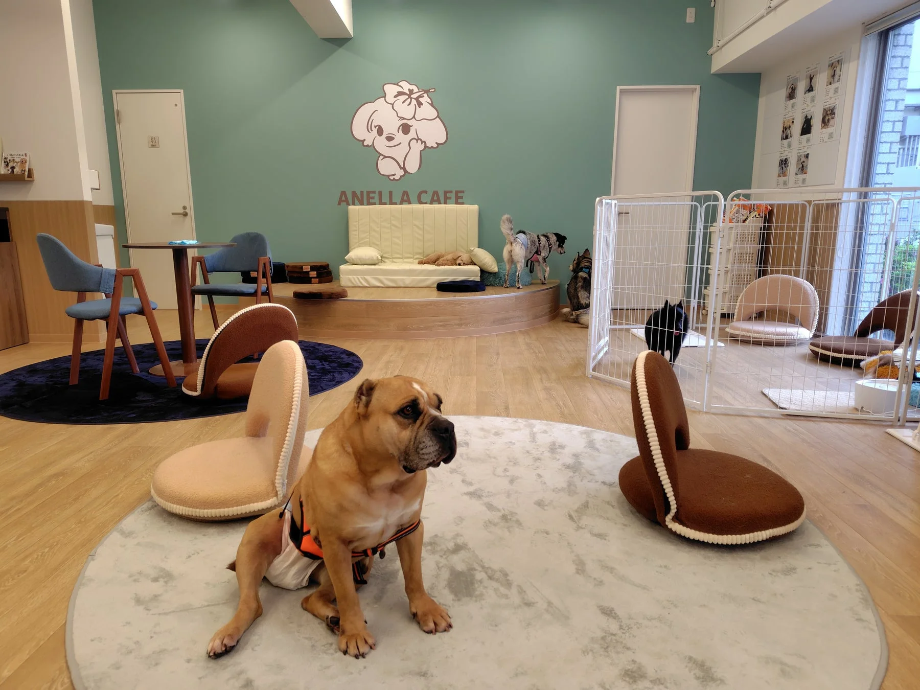 カフェでくつろぐ犬たち