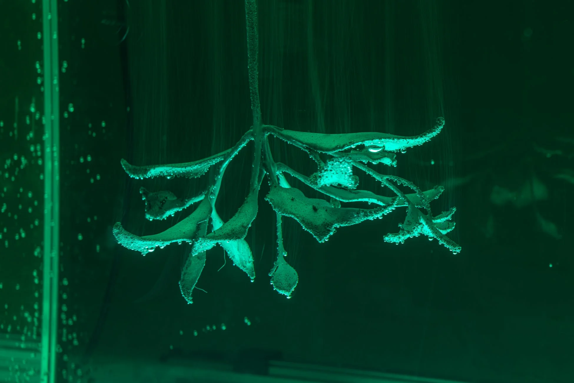 今津景氏とバグース・パンデガ氏の展示イメージ2