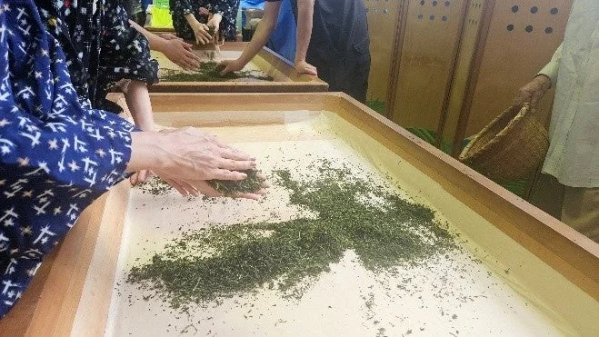 数人が木製の大きな台の上で、緑色の茶葉を手で丁寧に揉んだり広げたりしています。伝統的な製茶作業か、お茶作りの体験をしている場面と見られます。