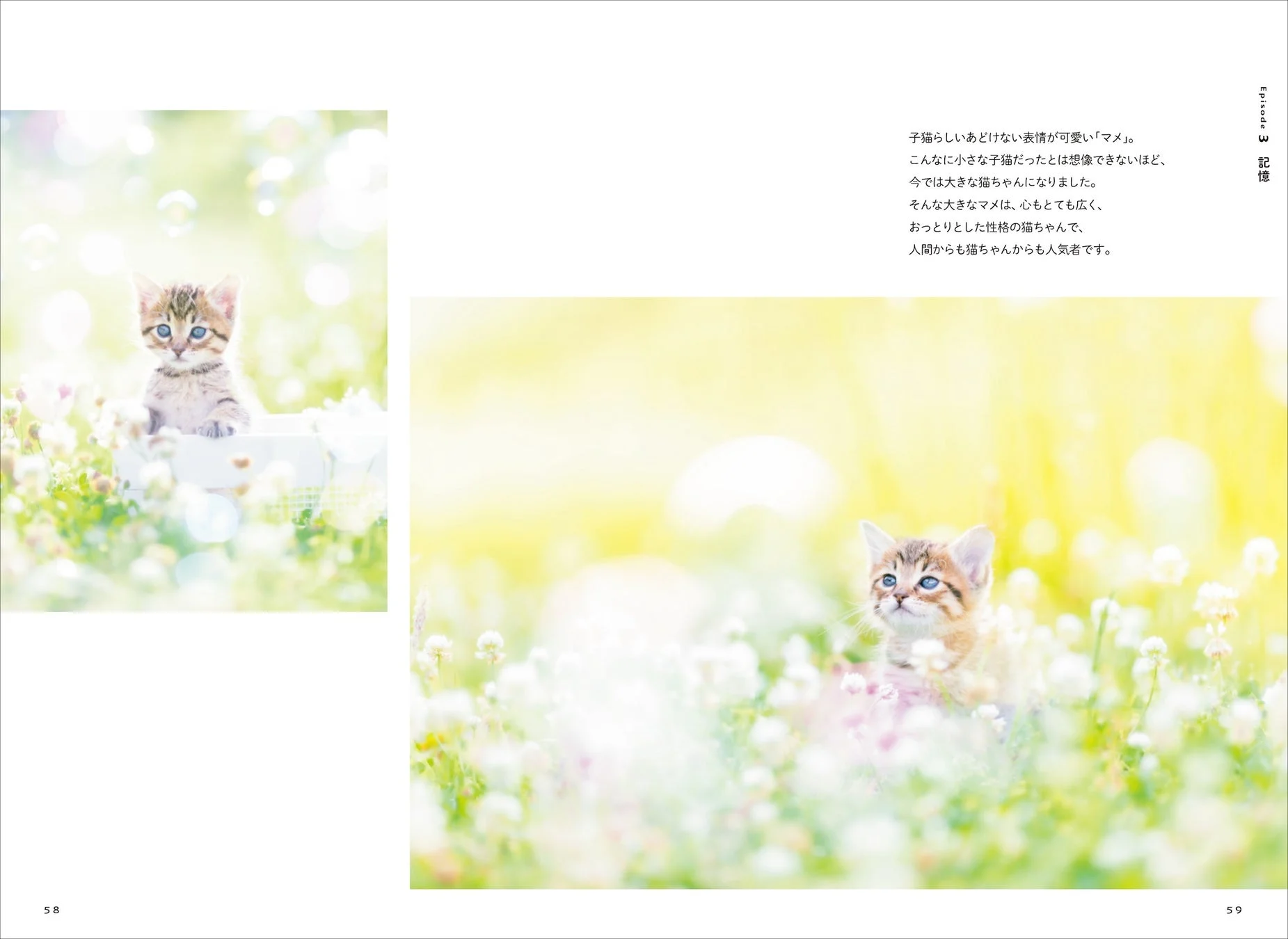 花に囲まれた野原で佇む子猫「マメ」