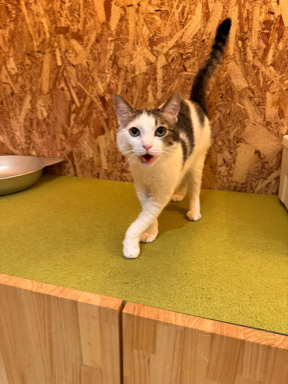 可愛らしい猫
