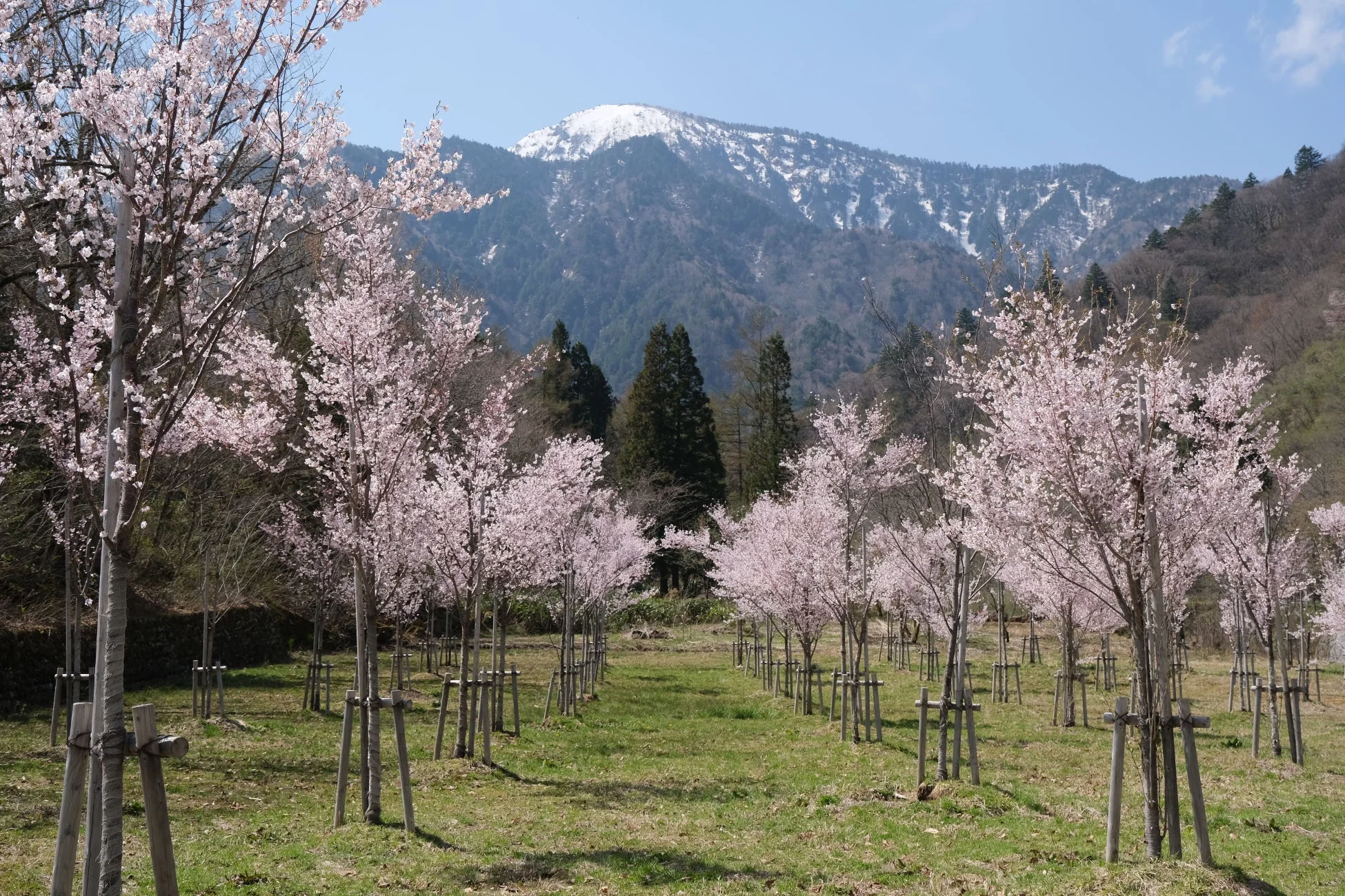 満開の桜並木が広がるのどかな風景。青々とした芝生が広がり、遠くには雪を頂いた山々が見える春らしい景色です。