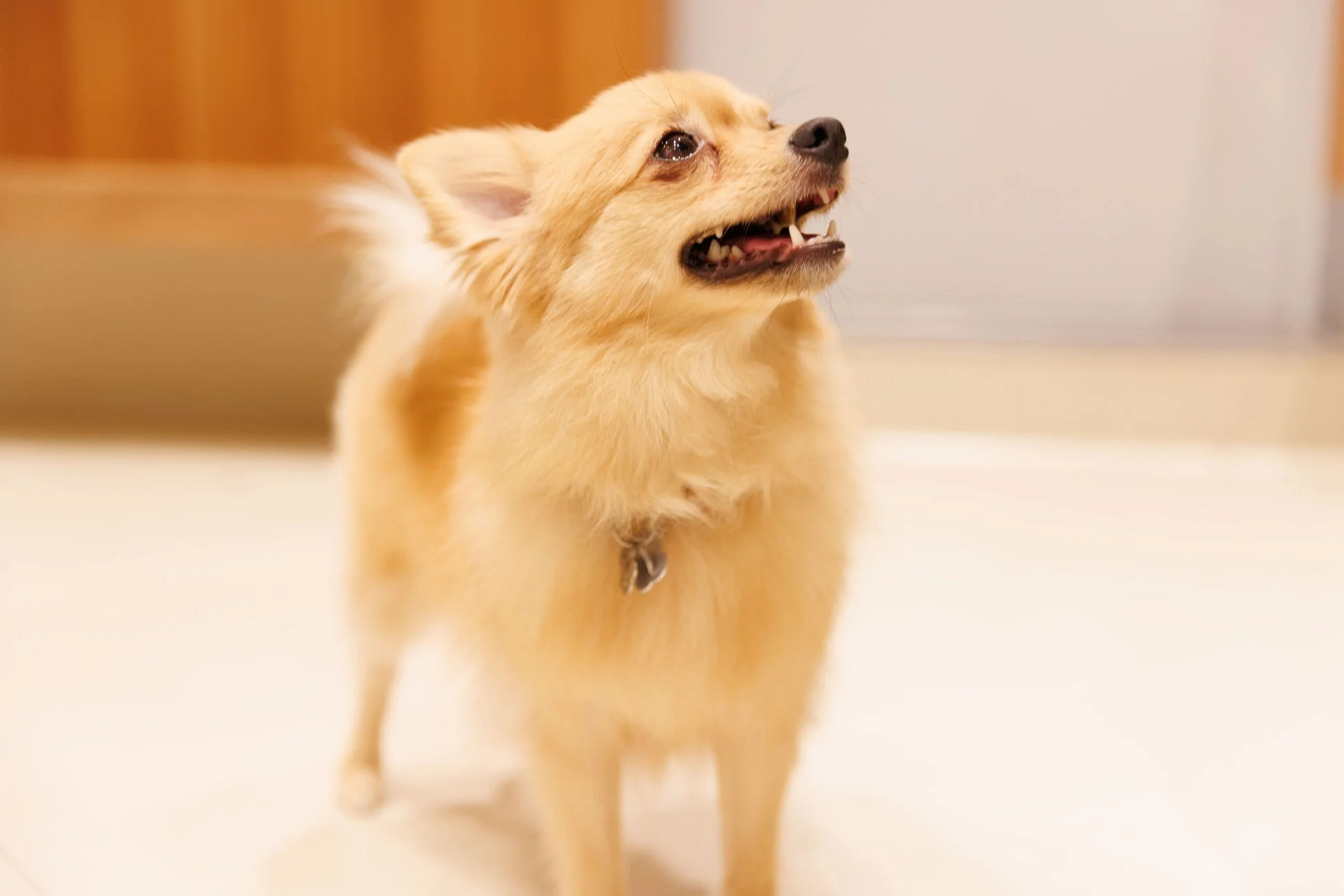 明るい茶色の毛並みが特徴の小型犬が、口を少し開けて何かを見上げるように立っている様子