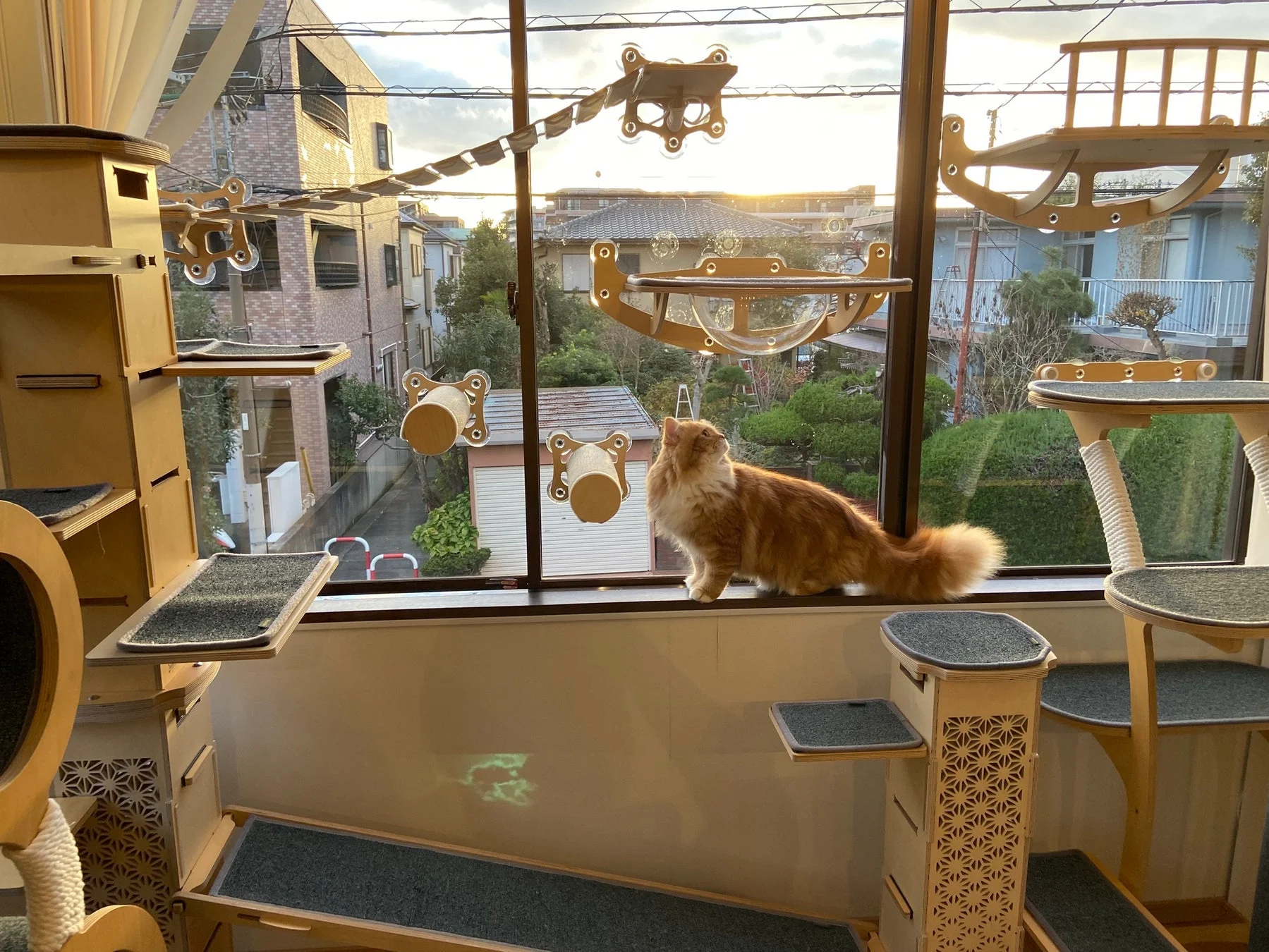 窓辺の茶トラ猫