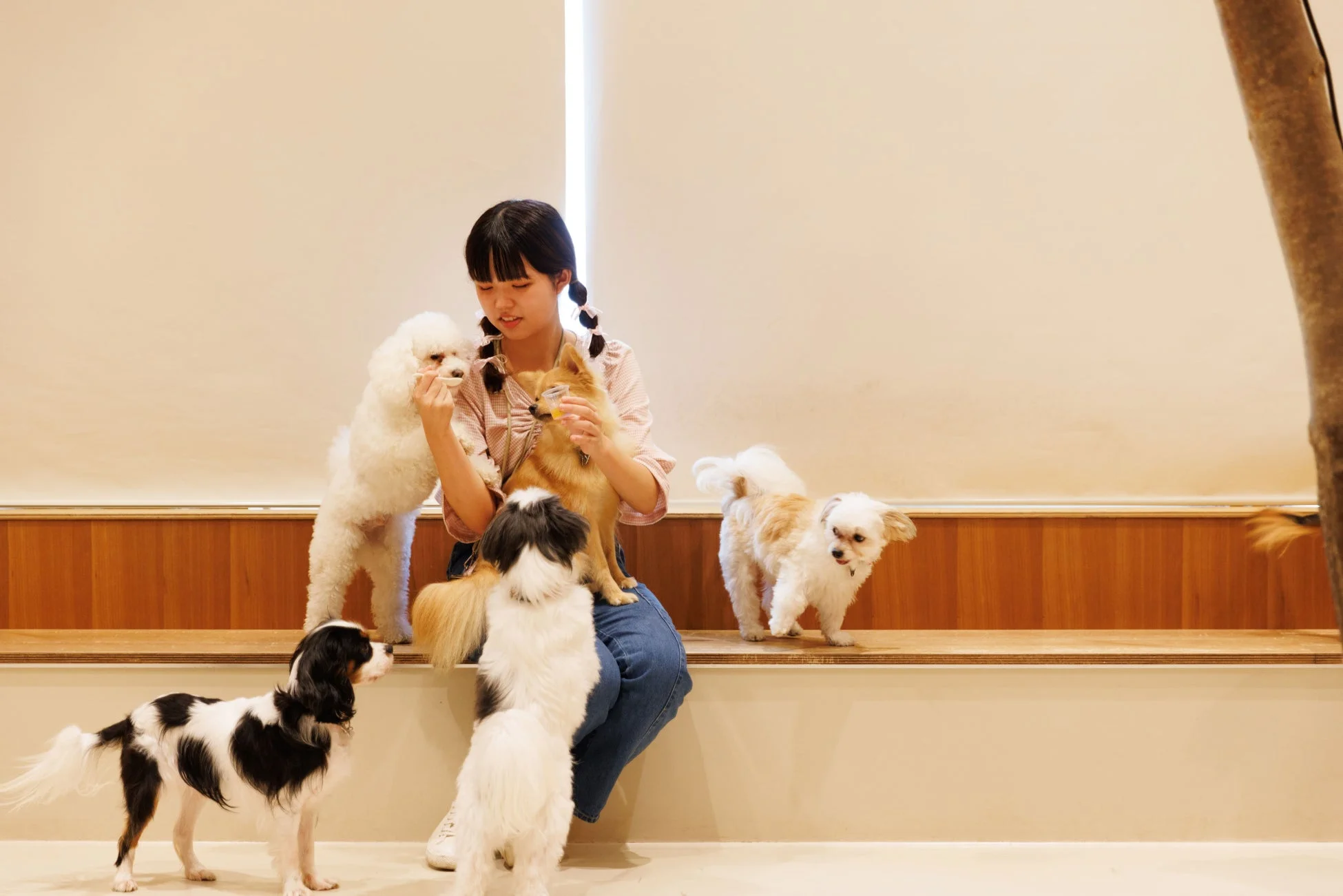 木製のベンチに座った若い女性が、数匹の小型犬に囲まれている様子