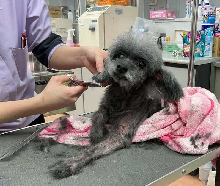 トリミングを受ける犬