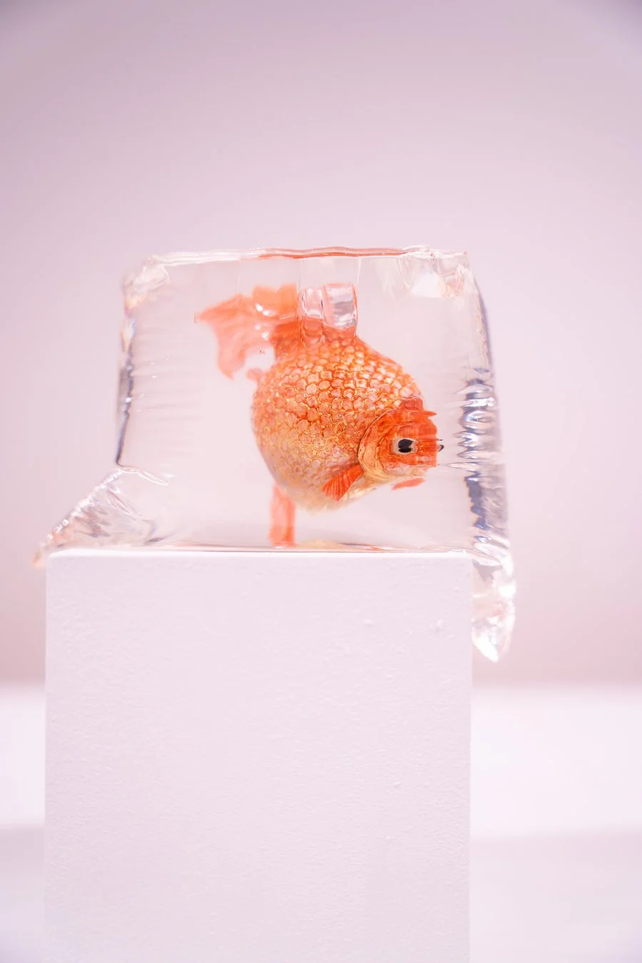 金魚とビニール袋