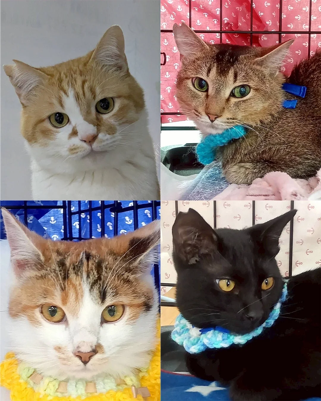 様々な種類の猫たちが、それぞれ異なる毛色や首輪を身につけ、愛らしい表情を見せています。