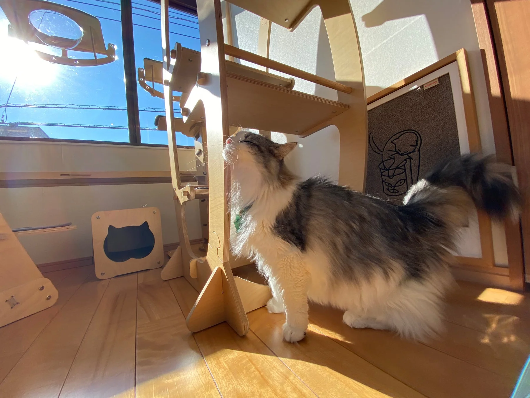 日差しを浴びる猫