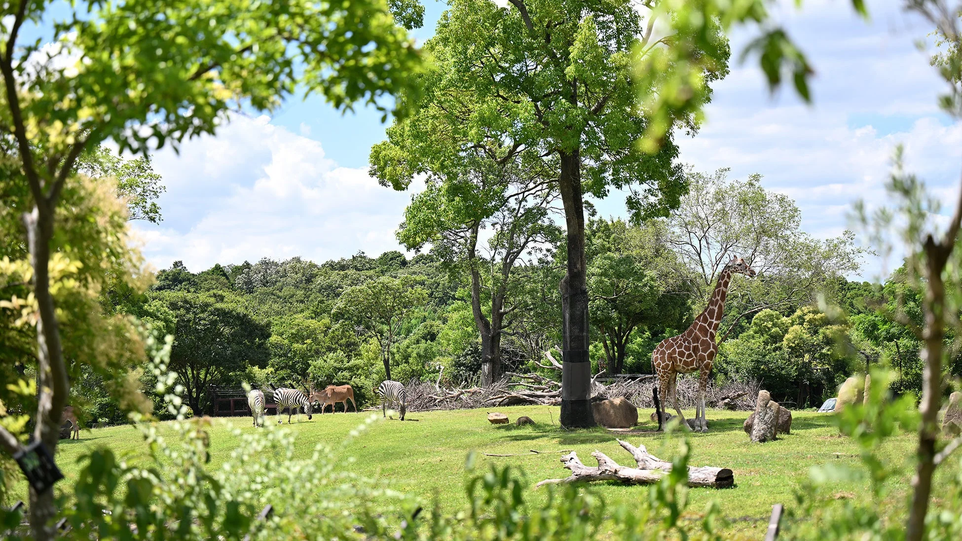 よこはま動物園ズーラシアの「アフリカのサバンナ」ゾーン