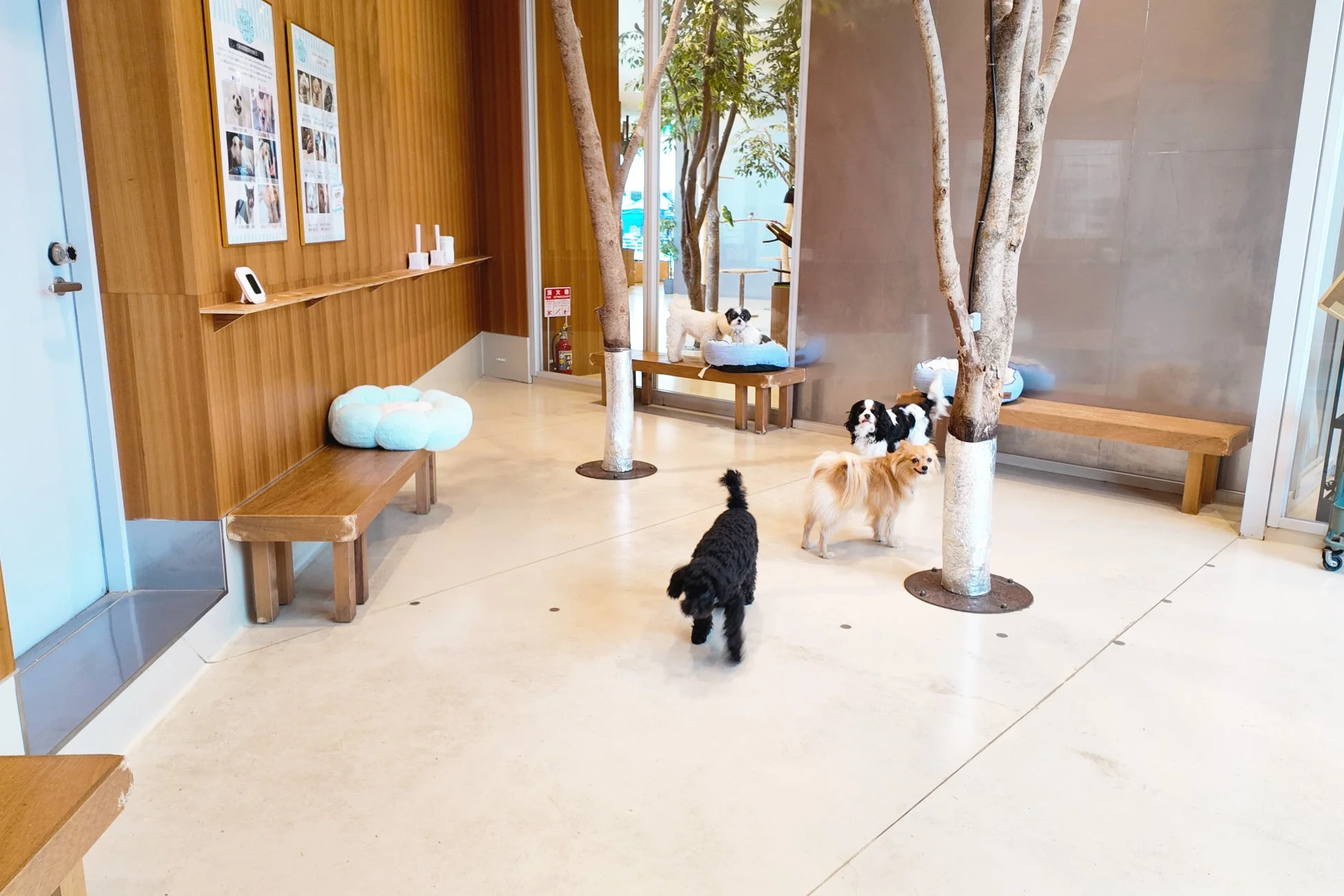 複数の犬が自由に過ごす明るく広々とした屋内施設