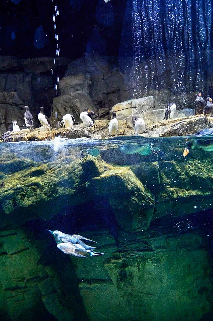 葛西臨海水族園のウミスズメ類の水槽