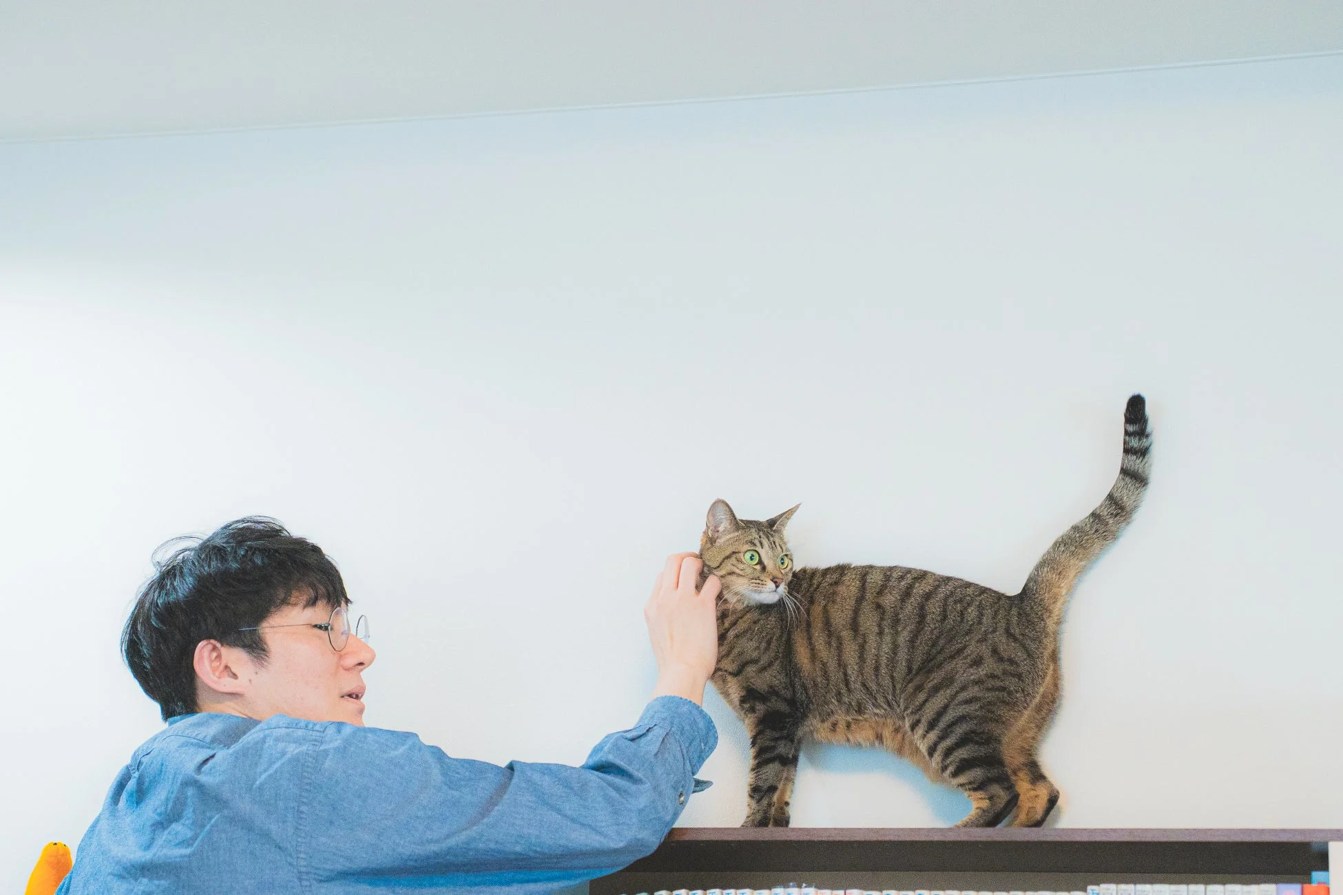 棚の上にいるタビー猫を男性が優しく撫でています
