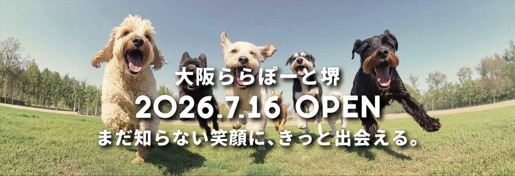 複数の犬が芝生の上を笑顔で駆け寄る様子