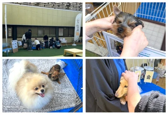 犬との触れ合い