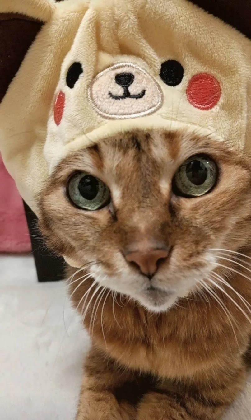 クマの帽子をかぶった猫の写真