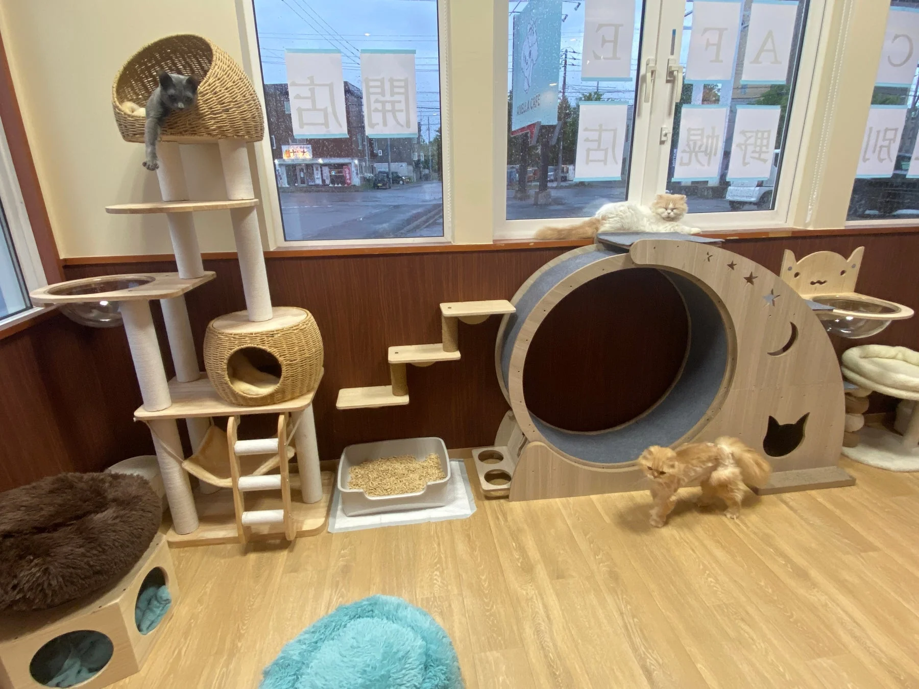 猫カフェの室内の様子