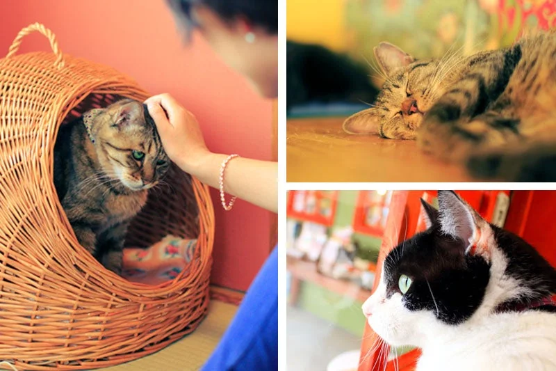 保護猫カフェの猫たち