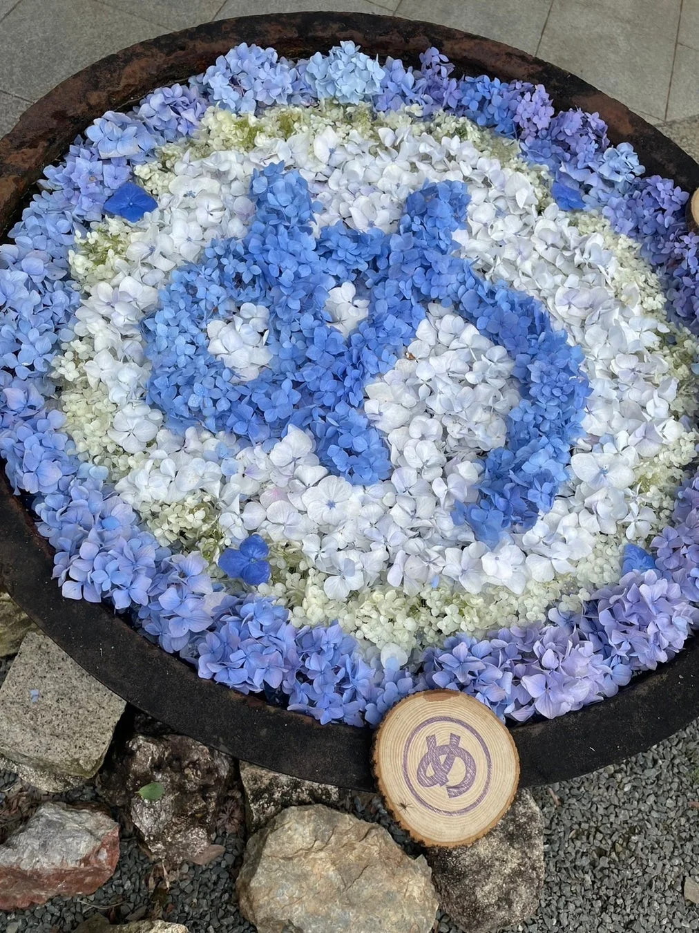 紫陽花の花手水