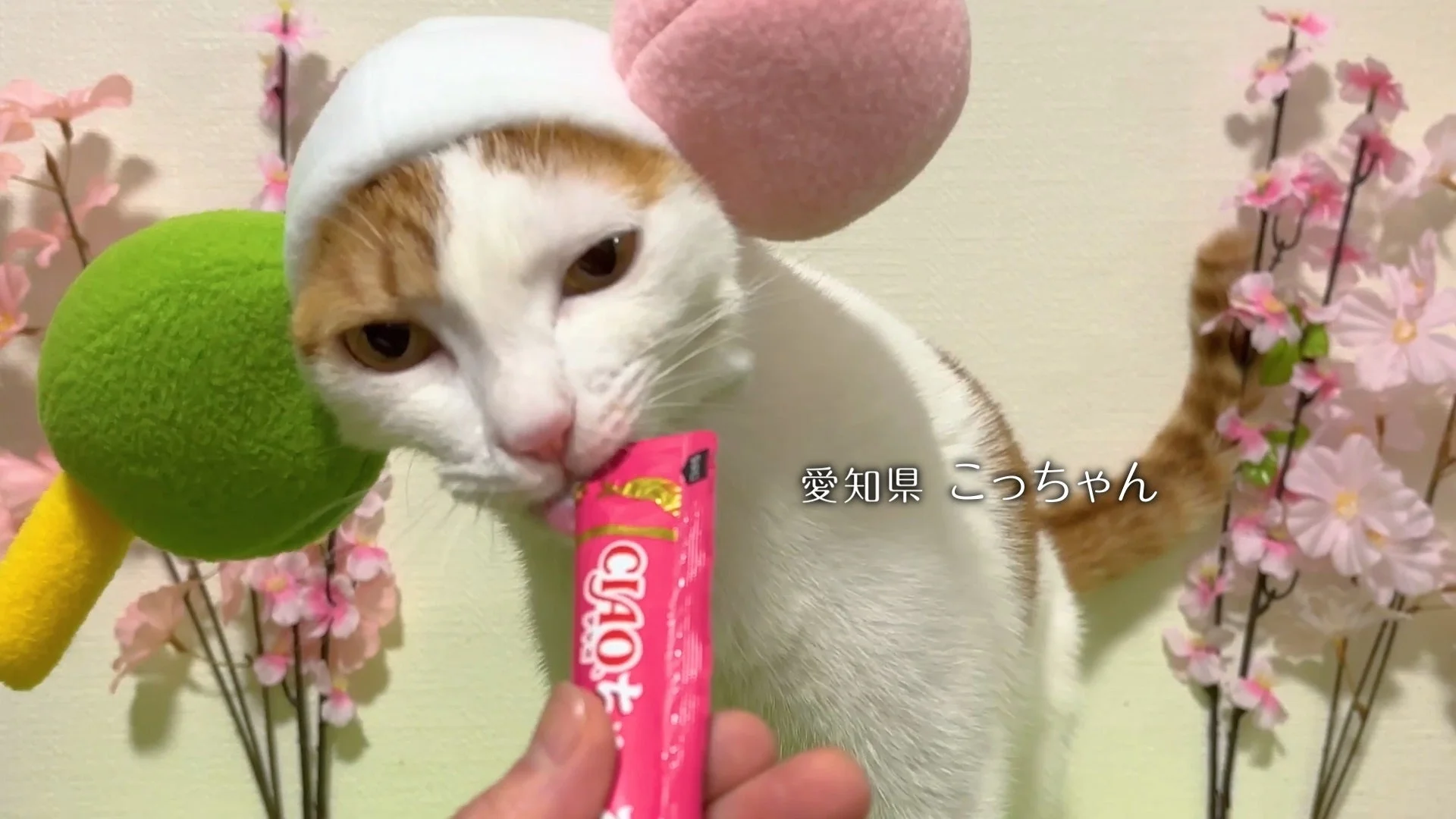 愛知県 こっちゃん