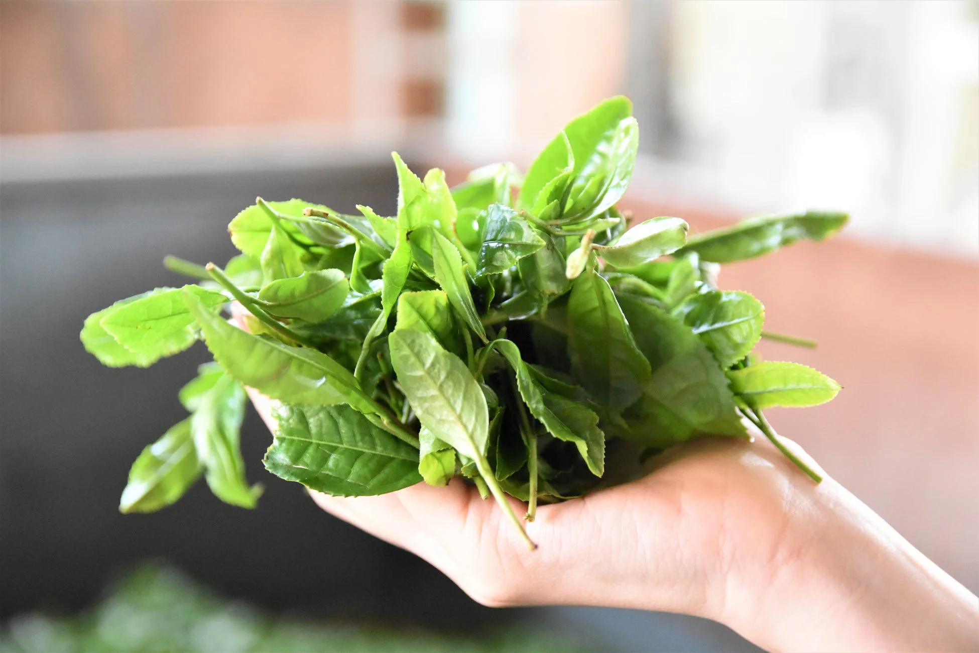 手のひらに山盛りの新鮮な緑茶の葉