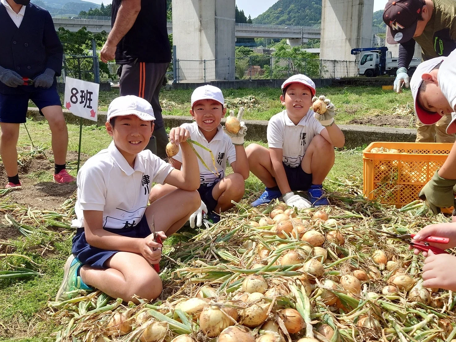 玉ねぎを収穫する子どもたち