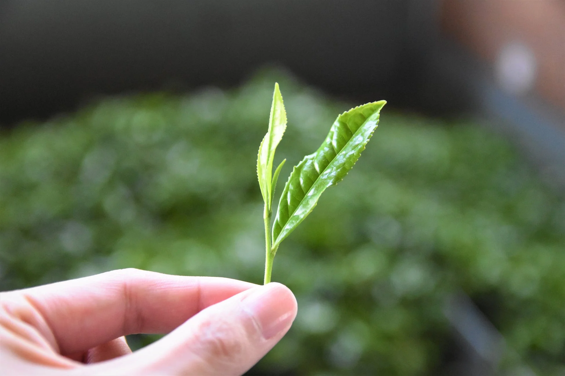 指でつまんだ新鮮な緑茶の新芽