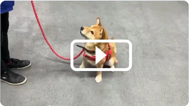 散歩中の犬