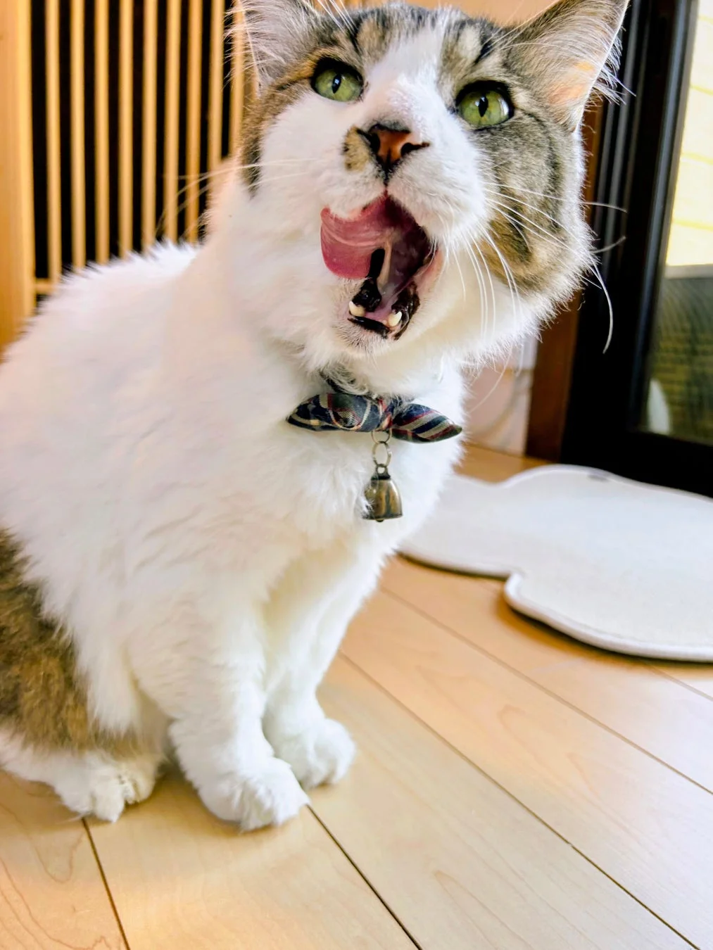 あくびをする猫