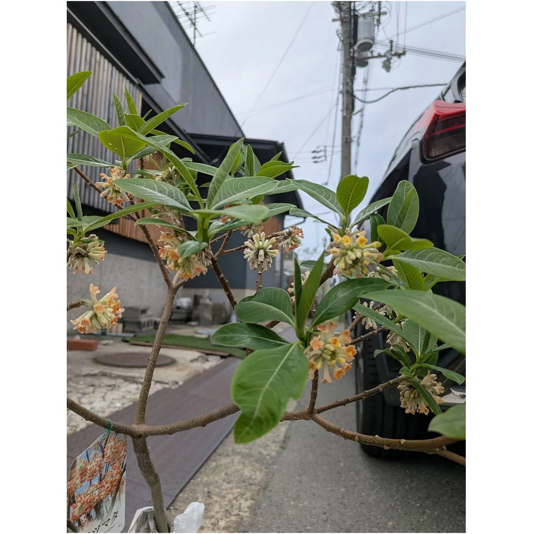 ミツマタ植物